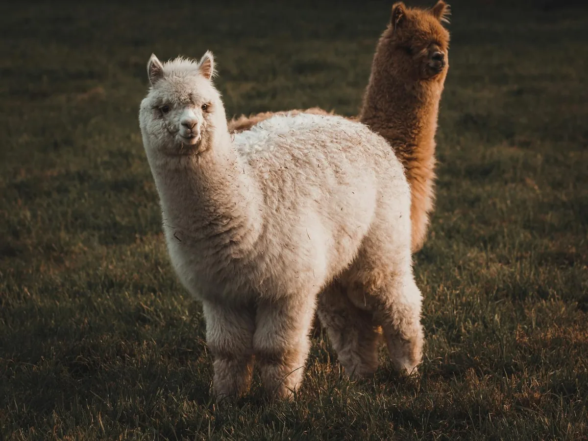Alpaca, tokenize hisse senedi altyapısı için 135 milyon dolar topladı